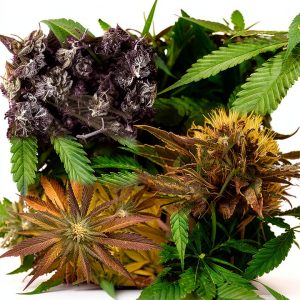 Marijuana Cultivation Guide 2022 Edition Kindle eBook Words Are Swords-0