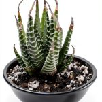 Succulents Kindle eBook by Amazon 62 Page Guide with Typesetting-0