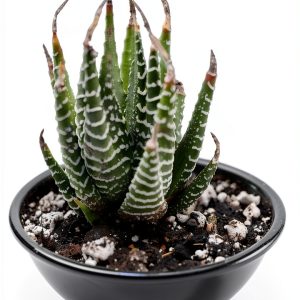 Succulents Kindle eBook by Amazon 62 Page Guide with Typesetting-0