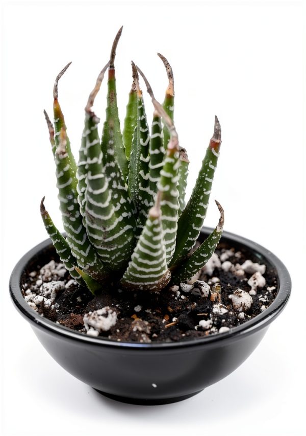 Succulents Kindle eBook by Amazon 62 Page Guide with Typesetting-0